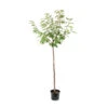 Cerisier Coeur De Pigeon : ½ Tige, 4-5 Ans, H 170-180 Cm -Grasses Fleurs Soldes Boutique 37589 004