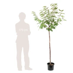 Cerisier Coeur De Pigeon : ½ Tige, 4-5 Ans, H 170-180 Cm 7 Cerisier Coeur De Pigeon : ½ Tige, 4-5 Ans, H 170-180 Cm -Grasses Fleurs Soldes Boutique 37589 006