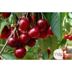 Cerisier Bigarreau Géant D'Hedelfingen 1/2 Tige 2ans âge Ctr 15L -Grasses Fleurs Soldes Boutique 37597 002