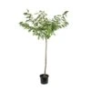 Cerisier Bigarreau Géant D'Hedelfingen 1/2 Tige 2ans âge Ctr 15L -Grasses Fleurs Soldes Boutique 37597 004