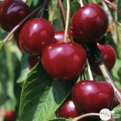 Cerisier Griotte Montmorency : ½ Tige, 4-5 Ans, H 170-180 Cm 11 Cerisier Griotte Montmorency : ½ Tige, 4-5 Ans, H 170-180 Cm -Grasses Fleurs Soldes Boutique 37611 004