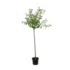 Cerisier Griotte Montmorency : ½ Tige, 4-5 Ans, H 170-180 Cm -Grasses Fleurs Soldes Boutique 37611 005