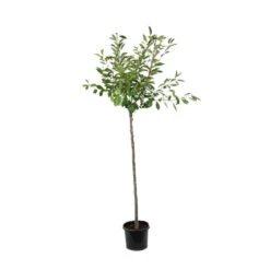Cerisier Griotte Montmorency : ½ Tige, 4-5 Ans, H 170-180 Cm