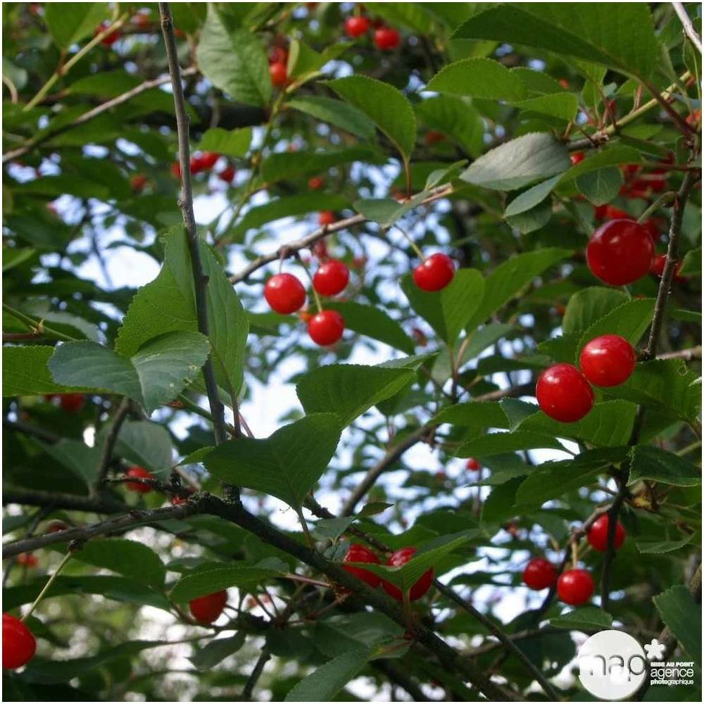 Cerisier Griotte Montmorency : ½ Tige, 4-5 Ans, H 170-180 Cm 6 Cerisier Griotte Montmorency : ½ Tige, 4-5 Ans, H 170-180 Cm – Image 4