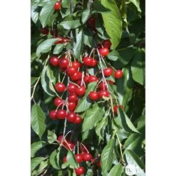 Cerisier Griotte Montmorency : ½ Tige, 4-5 Ans, H 170-180 Cm 14 Cerisier Griotte Montmorency : ½ Tige, 4-5 Ans, H 170-180 Cm -Grasses Fleurs Soldes Boutique 37611 009