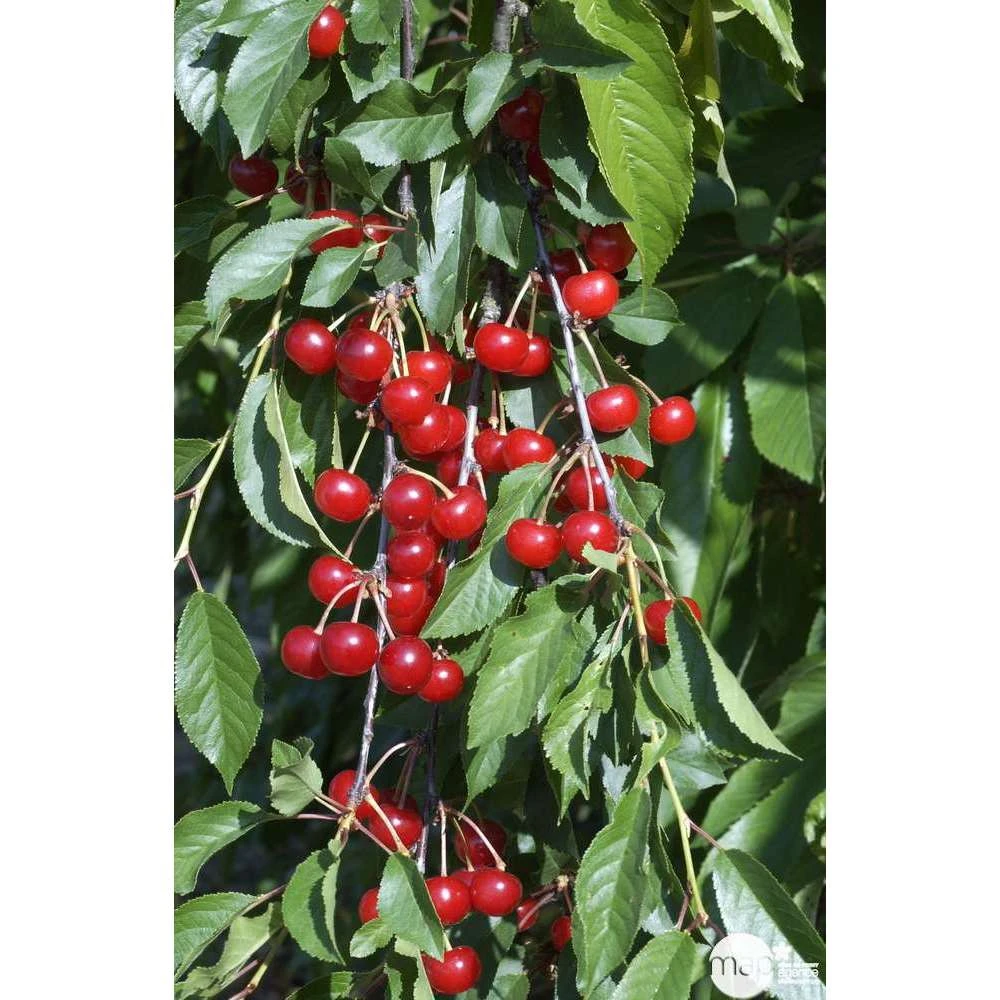 Cerisier Griotte Montmorency : ½ Tige, 4-5 Ans, H 170-180 Cm 8 Cerisier Griotte Montmorency : ½ Tige, 4-5 Ans, H 170-180 Cm – Image 6