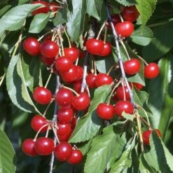 Cerisier Griotte Montmorency : ½ Tige, 4-5 Ans, H 170-180 Cm 15 Cerisier Griotte Montmorency : ½ Tige, 4-5 Ans, H 170-180 Cm -Grasses Fleurs Soldes Boutique 37611 010