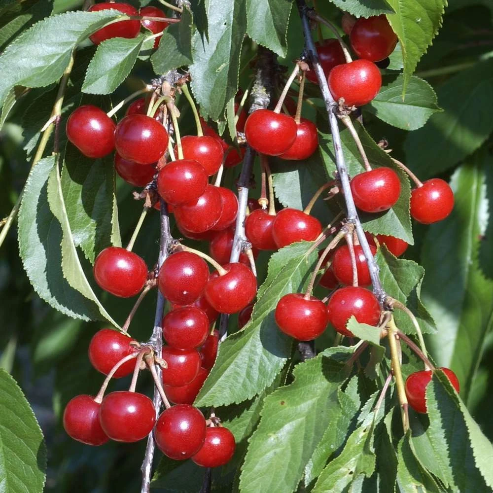 Cerisier Griotte Montmorency : ½ Tige, 4-5 Ans, H 170-180 Cm 9 Cerisier Griotte Montmorency : ½ Tige, 4-5 Ans, H 170-180 Cm – Image 7