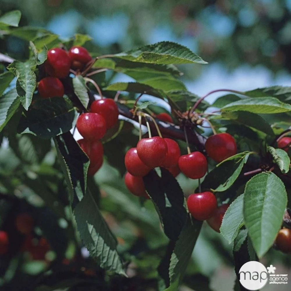 Cerisier Bigarreau Moreau : Gobelet 3 Ans D'âge Ctr 12 Litres 4 Cerisier Bigarreau Moreau : Gobelet 3 Ans D'âge Ctr 12 Litres – Image 2