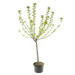 Cerisier Bigarreau Moreau : Gobelet 3 Ans D'âge Ctr 12 Litres 8 Cerisier Bigarreau Moreau : Gobelet 3 Ans D'âge Ctr 12 Litres -Grasses Fleurs Soldes Boutique 37620 004