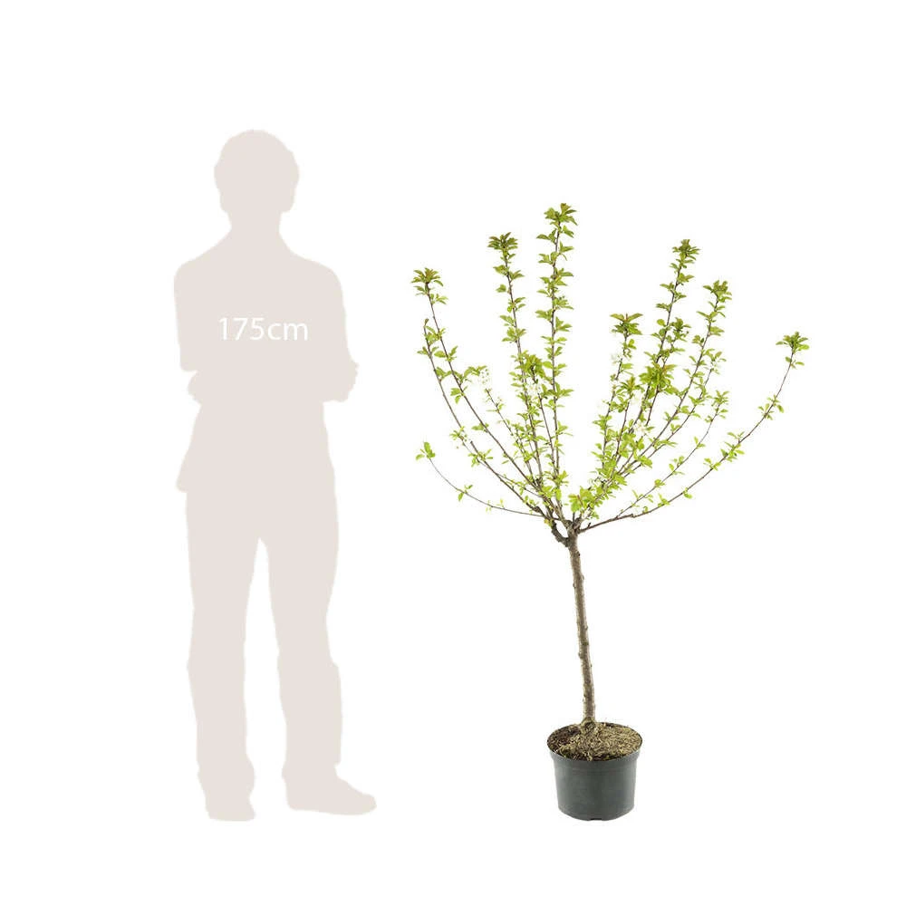 Cerisier Bigarreau Moreau : Gobelet 3 Ans D'âge Ctr 12 Litres 6 Cerisier Bigarreau Moreau : Gobelet 3 Ans D'âge Ctr 12 Litres – Image 4