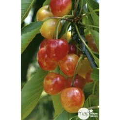 Cerisier Bigarreau Napoléon : Gobelet 3 Ans D'âge Ctr 12 Litres -Grasses Fleurs Soldes Boutique 37627 004