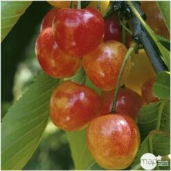 Cerisier Bigarreau Napoléon : Gobelet 3 Ans D'âge Ctr 12 Litres -Grasses Fleurs Soldes Boutique 37627 006