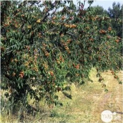 Cerisier Bigarreau Napoléon : Gobelet 3 Ans D'âge Ctr 12 Litres -Grasses Fleurs Soldes Boutique 37627 007