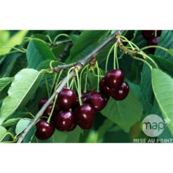 Cerisier Bigarreau Reverchon : Gobelet 3 Ans D'âge Ctr 12 Litres 7 Cerisier Bigarreau Reverchon : Gobelet 3 Ans D'âge Ctr 12 Litres -Grasses Fleurs Soldes Boutique 37634 003