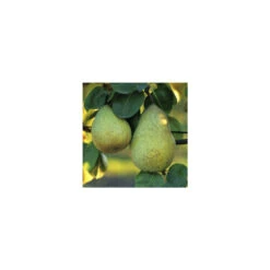 Poirier Beurré Hardy : Gobelet 3 Ans D'âge Ctr 12 Litres -Grasses Fleurs Soldes Boutique 37673 003