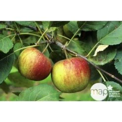 Pommier Belle De Boskoop : Gobelet 3 Ans D'âge Ctr 12 Litres