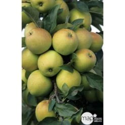 Pommier Golden Delicious : Gobelet 3 Ans D'âge Ctr 12 Litres -Grasses Fleurs Soldes Boutique 37730 003