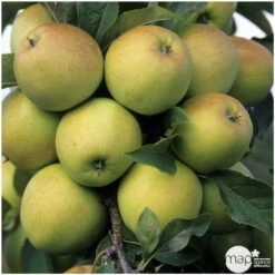 Pommier Golden Delicious : Gobelet 3 Ans D'âge Ctr 12 Litres -Grasses Fleurs Soldes Boutique 37730 004