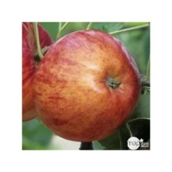 Pommier Reine Des Reinettes : Gobelet 3 Ans D'âge Ctr 12 Litres -Grasses Fleurs Soldes Boutique 37779 004