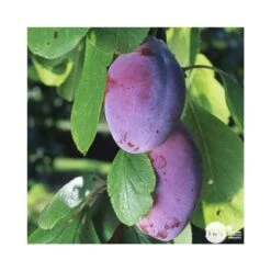 Prunier Quetsche D'Alsace : ½ Tige, 4-5 Ans, H 170-180 Cm -Grasses Fleurs Soldes Boutique 37821 003