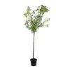 Prunier Quetsche D'Alsace : ½ Tige, 4-5 Ans, H 170-180 Cm -Grasses Fleurs Soldes Boutique 37821 004