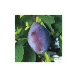 Prunier Quetsche D'Alsace : ½ Tige, 4-5 Ans, H 170-180 Cm -Grasses Fleurs Soldes Boutique 37821 005