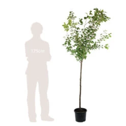 Prunier Quetsche D'Alsace : ½ Tige, 4-5 Ans, H 170-180 Cm -Grasses Fleurs Soldes Boutique 37821 006
