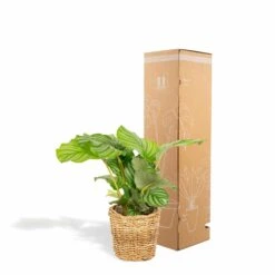 Calathea Orbifolia Et Son Panier Naturel - H40cm, ø14 Cm - Plante D'intérieur -Grasses Fleurs Soldes Boutique 3804fcc636f2001e