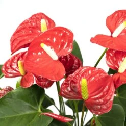 Anthurium Rouge - H55cm, ø17cm - Plante D'intérieur -Grasses Fleurs Soldes Boutique 38b54ea20ca73bf4