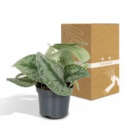 Pothos Scindapsus Pictus Epipremnum - H15cm, ø12cm - Plante D'intérieur Tombante -Grasses Fleurs Soldes Boutique 38bd88a072b8a259