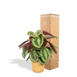 Calathea Médaillon Et Son Panier Naturel - H65cm, ø19cm - Plante D'intérieur -Grasses Fleurs Soldes Boutique 39375a6afe5bd28e