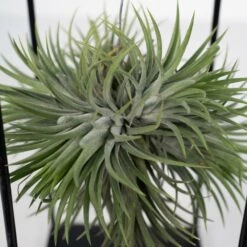 Tillandsia Et Son Support En Cube - H35cm, ø20cm - Plante D'intérieur Tombante 9 Tillandsia Et Son Support En Cube - H35cm, ø20cm - Plante D'intérieur Tombante -Grasses Fleurs Soldes Boutique 3a8531a0d40b3602