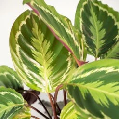 Calathea Médaillon Et Son Panier Naturel - H65cm, ø19cm - Plante D'intérieur -Grasses Fleurs Soldes Boutique 3f8b742e960cfe19
