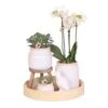 Ensemble Complet De Plantes Vertes Blanches Vintage Avec Orchidée Phalaenopsis Blanche Dans Un Pot Décoratif Vintage 2 Ensemble Complet De Plantes Vertes Blanches Vintage Avec Orchidée Phalaenopsis Blanche Dans Un Pot Décoratif Vintage -Grasses Fleurs Soldes Boutique 401cf5122a4c5647