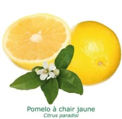 Pomelos A Chair Jaune Bio Tailles:pot De 3 Litres, Hauteur 30/40 Cm