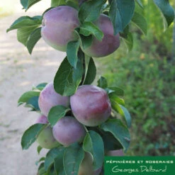 Pommier Colonnaire Chinon : Conteneur 12 Litres -Grasses Fleurs Soldes Boutique 423700 001