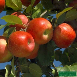 Pommier Ariane : Gobelet 3 Ans D'âge 9 Pommier Ariane : Gobelet 3 Ans D'âge -Grasses Fleurs Soldes Boutique 427320 001