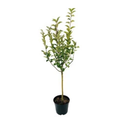 Pommier Ariane : Gobelet 3 Ans D'âge 8 Pommier Ariane : Gobelet 3 Ans D'âge -Grasses Fleurs Soldes Boutique 427320 003