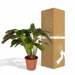 Calathea Flamestar - H75cm, ø19cm - Grande Plante D'intérieur -Grasses Fleurs Soldes Boutique 42cf26d6aec70c6e