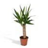 Yucca - H40cm, ø14cm - Plante D'intérieur -Grasses Fleurs Soldes Boutique 45748ff9871a53db