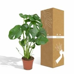 Monstera Deliciosa - H55cm, ø17cm - Plante D'intérieur -Grasses Fleurs Soldes Boutique 4599ee42bbec50b0