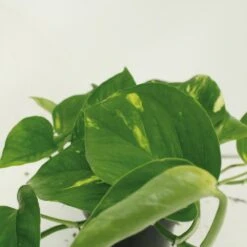 Epipremnum Aureum Scindapsus X2 - H25cm, ø15cm - Plante D'intérieur -Grasses Fleurs Soldes Boutique 461f129a2cd4c0d8