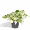 Epipremnum Happy Leaf Scindapsus - H15cm, ø12cm - Plante D'intérieur Tombante -Grasses Fleurs Soldes Boutique 480d144b77977477