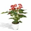Anthurium Rouge - H55cm, ø17cm - Plante D'intérieur -Grasses Fleurs Soldes Boutique 48316e5dfc824481
