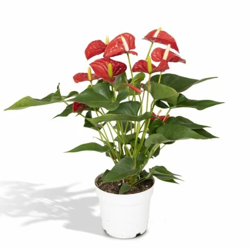 Anthurium Rouge - H55cm, ø17cm - Plante D'intérieur 7 Anthurium Rouge - H55cm, ø17cm - Plante D'intérieur -Grasses Fleurs Soldes Boutique 48316e5dfc824481