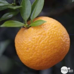 Bergamotier:AB Conteneur 3 Litres -Grasses Fleurs Soldes Boutique 493514 002