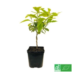 Bergamotier:AB Conteneur 3 Litres -Grasses Fleurs Soldes Boutique 493514 006