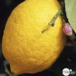 Citronnier 4 Saisons:AB Conteneur 3 Litres 10 Citronnier 4 Saisons:AB Conteneur 3 Litres -Grasses Fleurs Soldes Boutique 493516 001