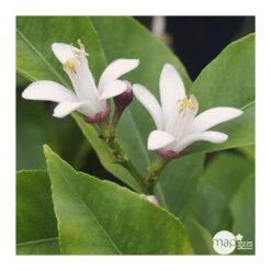 Citronnier 4 Saisons:AB Conteneur 3 Litres 11 Citronnier 4 Saisons:AB Conteneur 3 Litres -Grasses Fleurs Soldes Boutique 493516 002